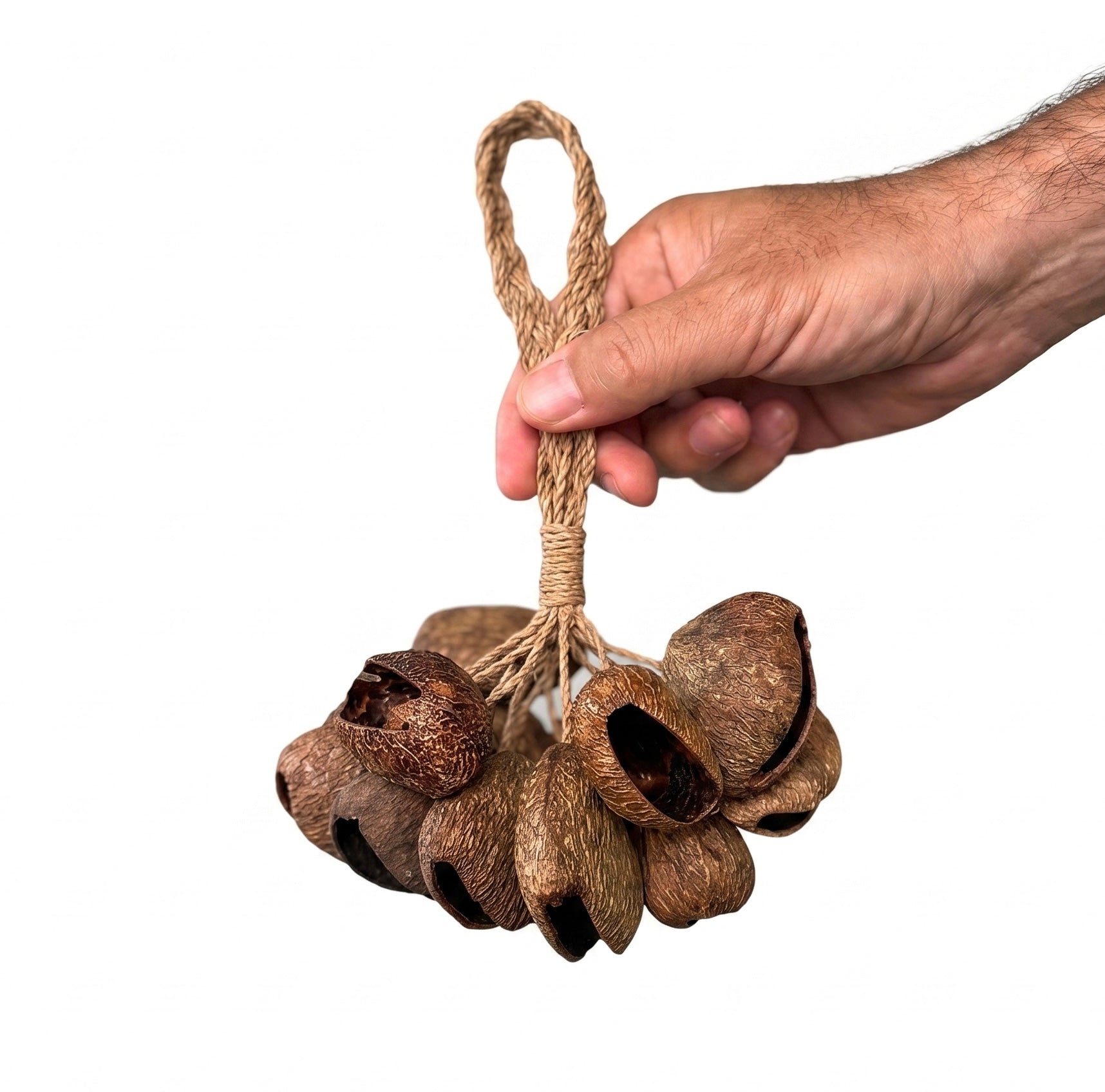 Rainfall Seeds – Petit